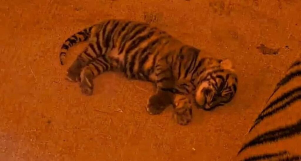 Disney's Animal Kingdom Welcomes New Tiger Cub: Bakso! 3 Animal Kingdom