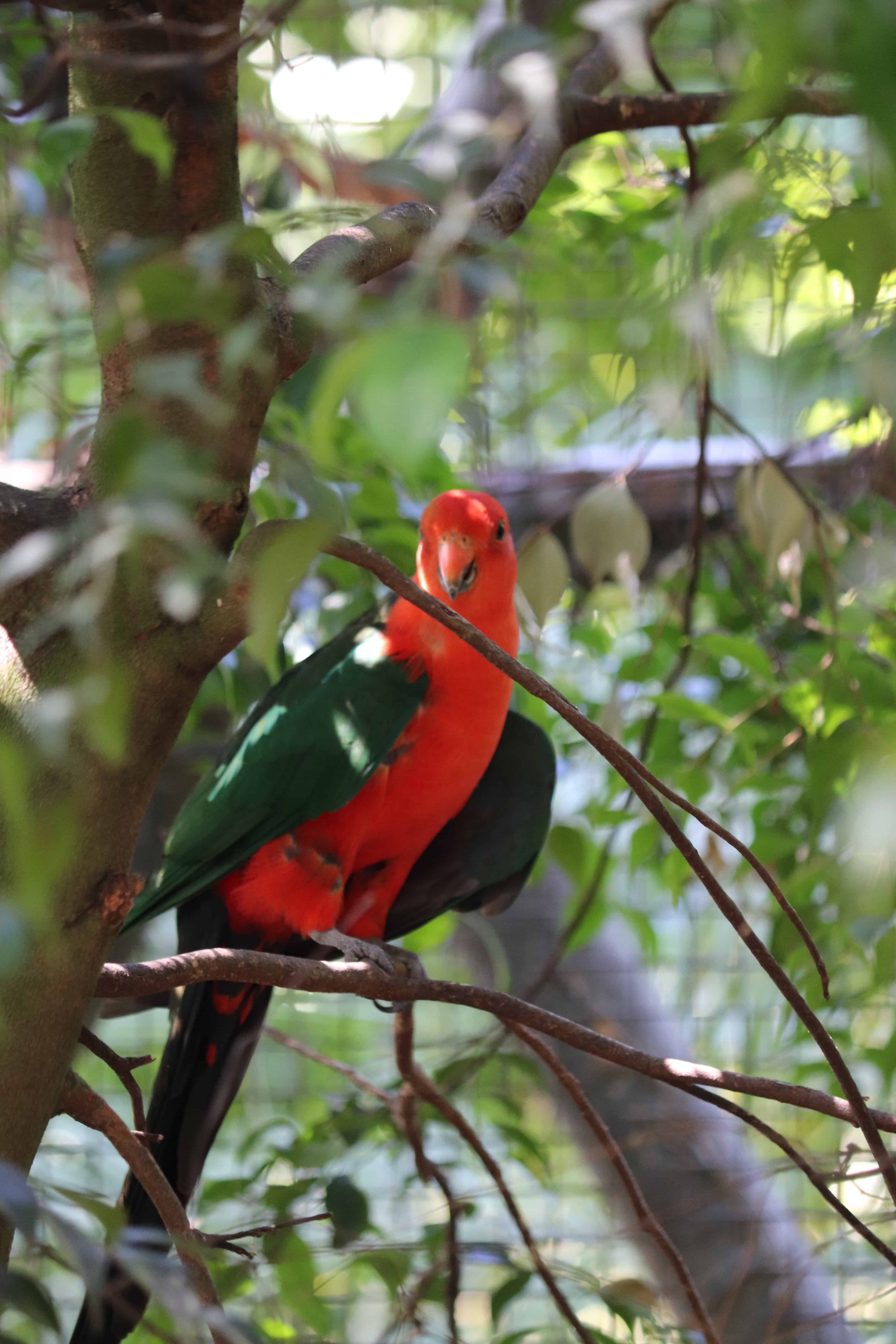 Roadtrip en Australie de Cairns à Brisbane en 10 jours en van