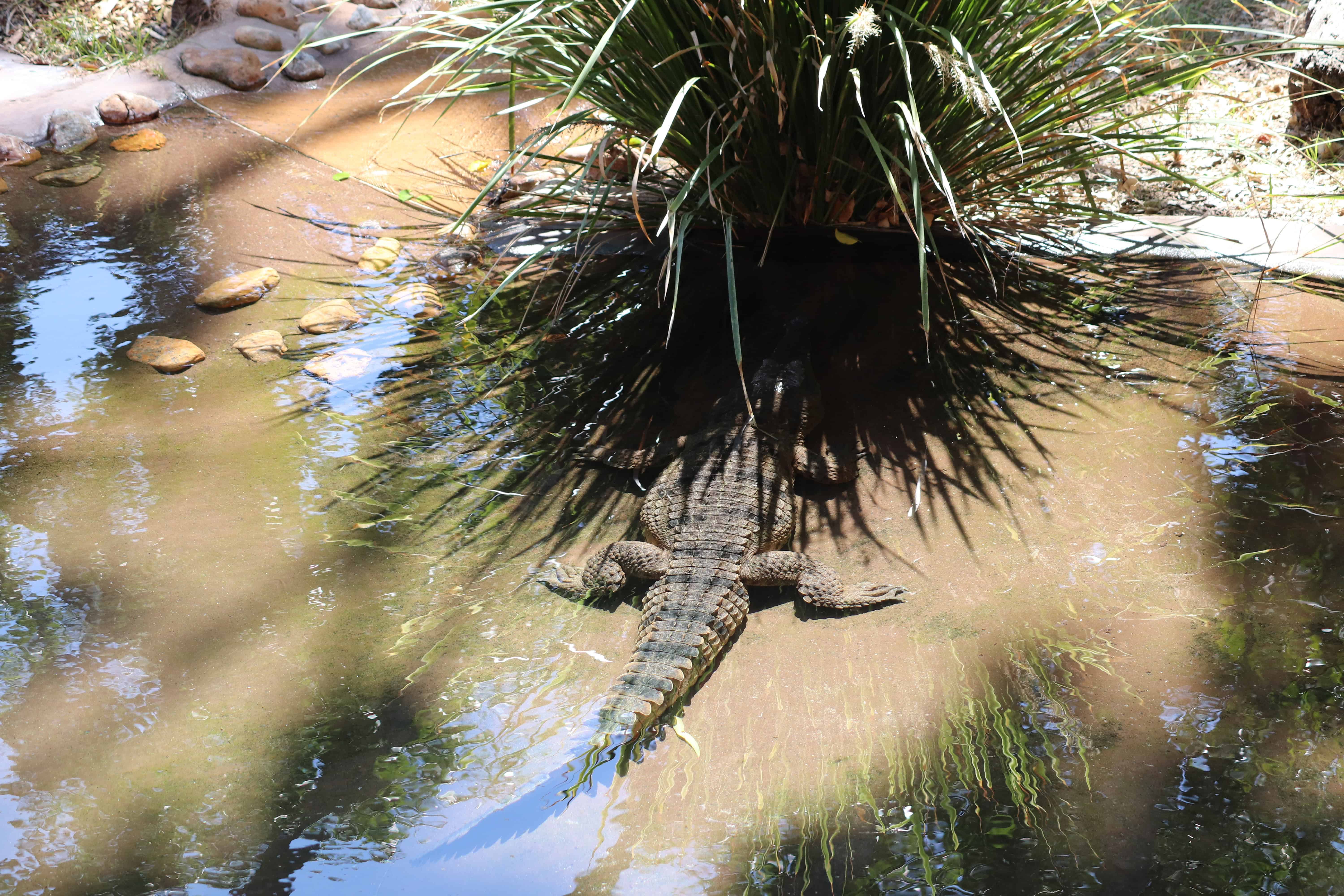 Roadtrip en Australie de Cairns à Brisbane en 10 jours en van