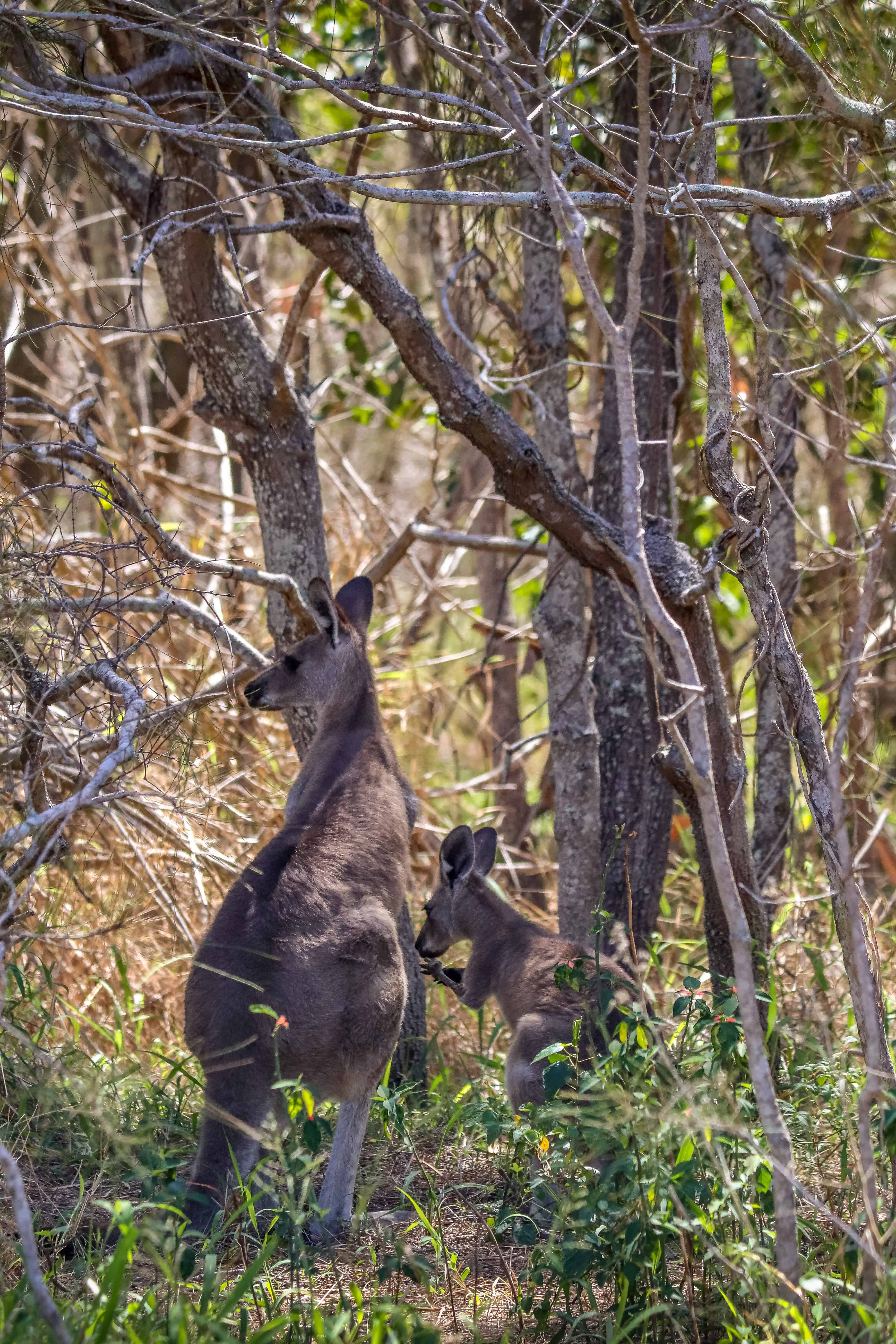 Roadtrip en Australie de Cairns à Brisbane en 10 jours en van