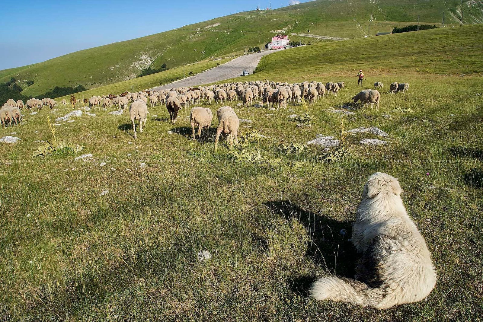 Animal health on pasture & meadow