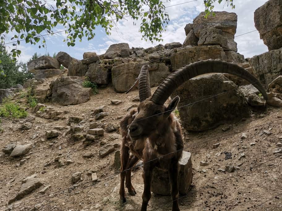 Wildpark Bad Mergentheim