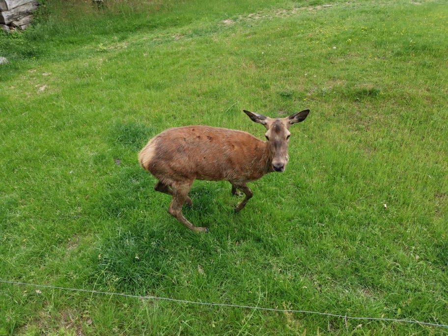 Wildpark Bad Mergentheim