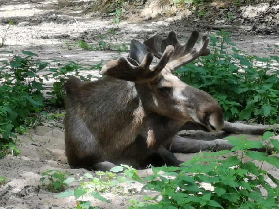 Wildpark Bad Mergentheim