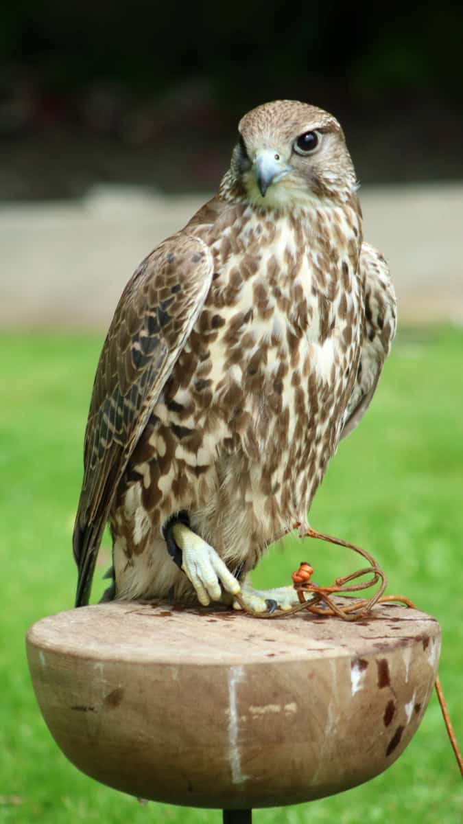 A bird of prey atop a wooden post.