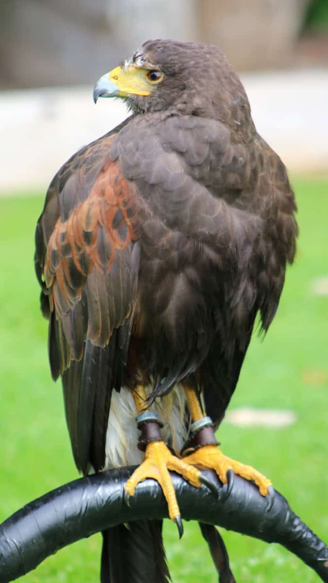 A bird of prey on a metal bar.