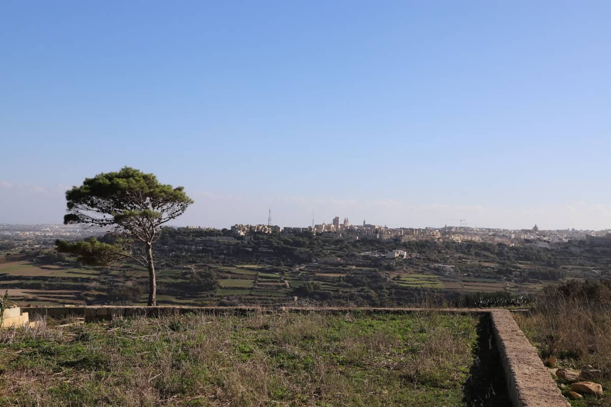 Vibrant landscape view of Valletta, Malta, with a lone tree and distant city skyline under clear blue sky.