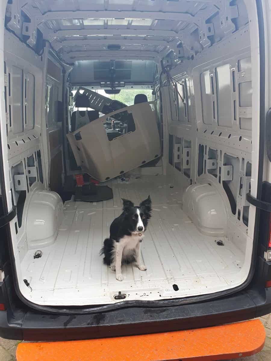 Plaintop pet dog in empty cargo van with tools and cabinets for DIY project.