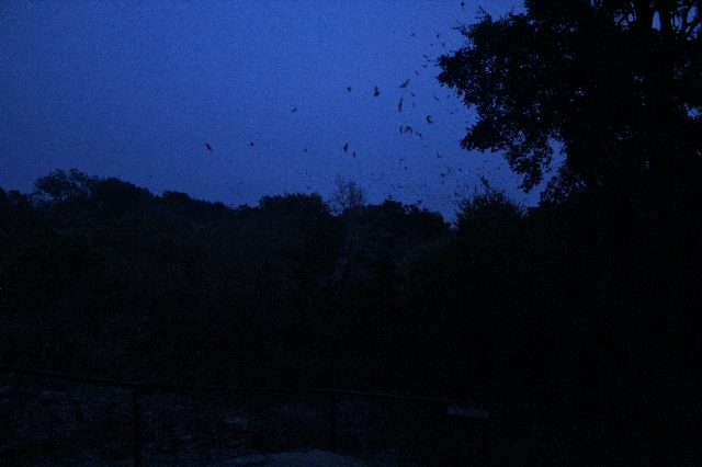 Bats emerge at the Old Tunnel State Park in Fredericksburg, Texas.