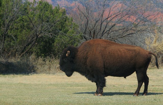 Our morning visitor at Equestrian Site in Caprock Canyons SP, TX.