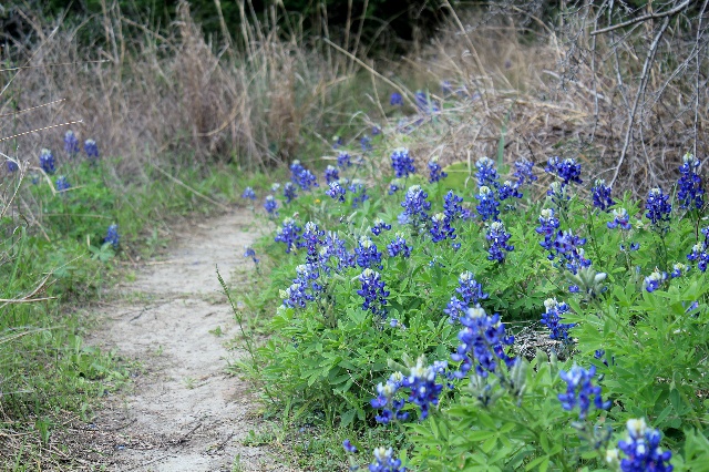 Hiking along Bluebonnets on our hiking at Cleburne State Park, Texas.