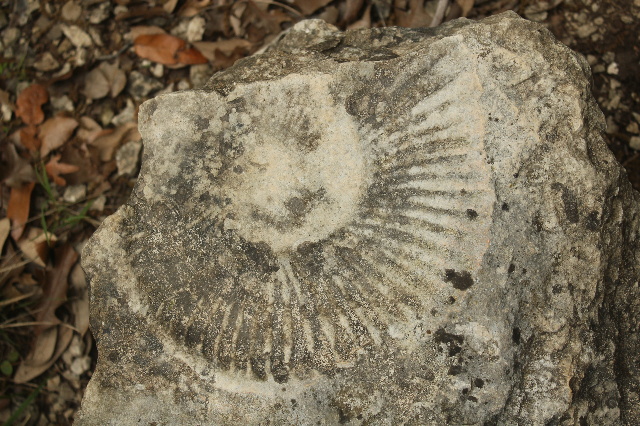 First shell fossil spotted on our hiking at Cleburne State Park, Texas. 