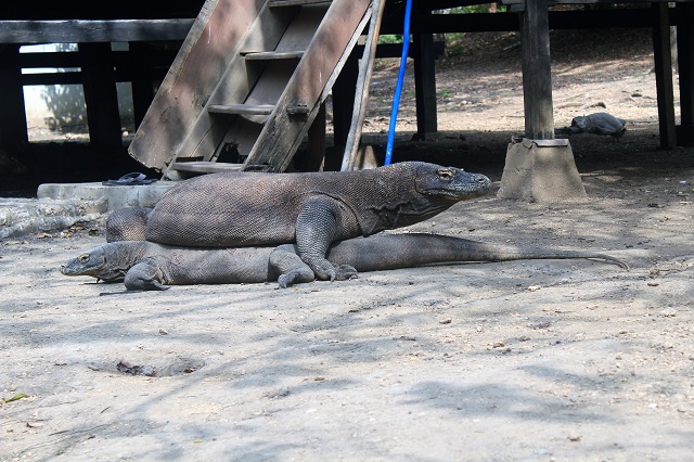 Island Hopping Flores, Indonesia - Day 1 - Rinca Island, mating season - Two Worlds Treasures