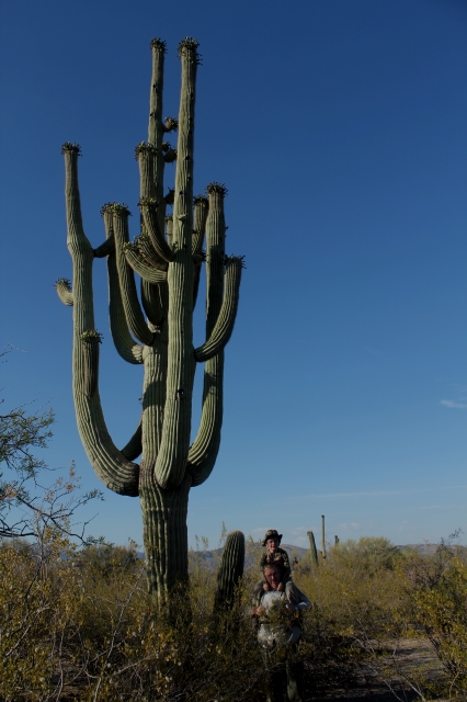 Under the giant cacti when visiting Saguaro National Park in June