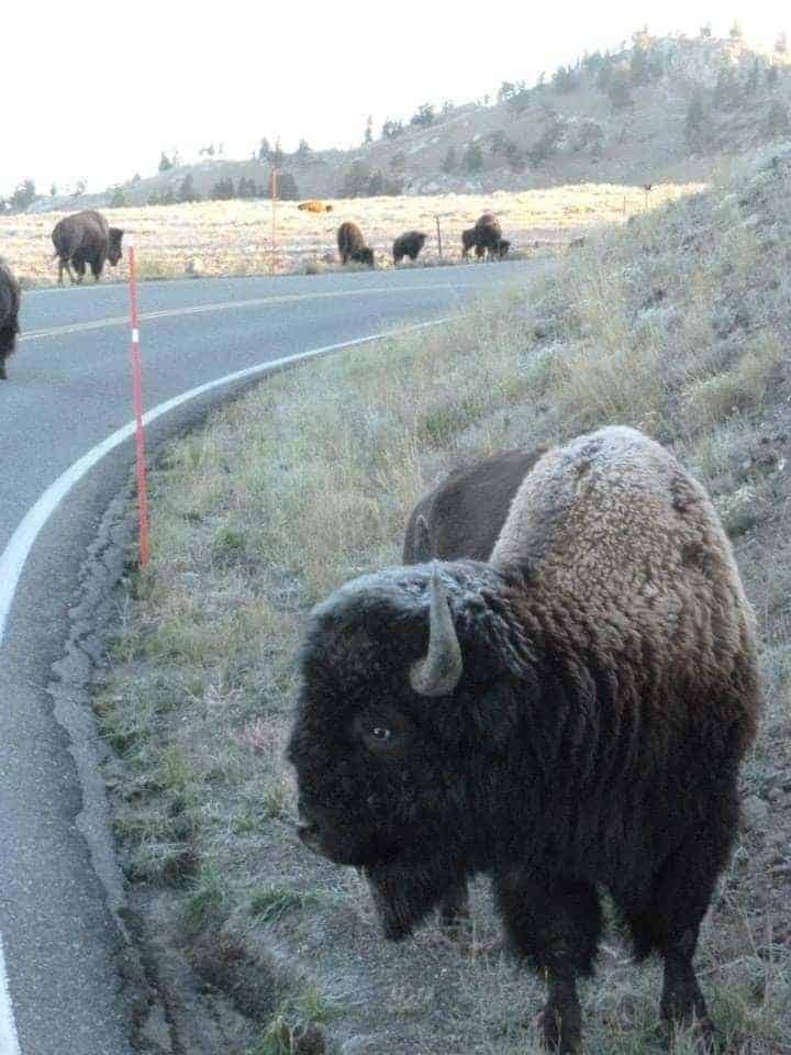 Wilderness is a necessity...even in Europe