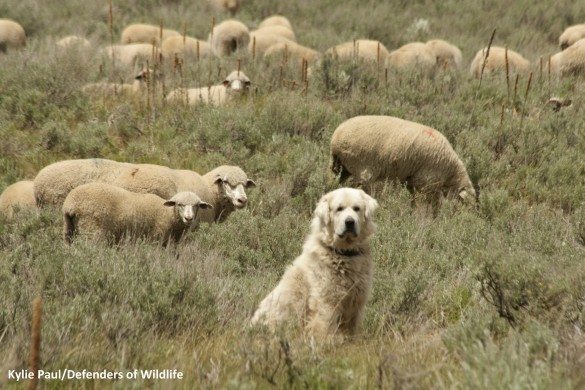 Killing more predators does not save livestock