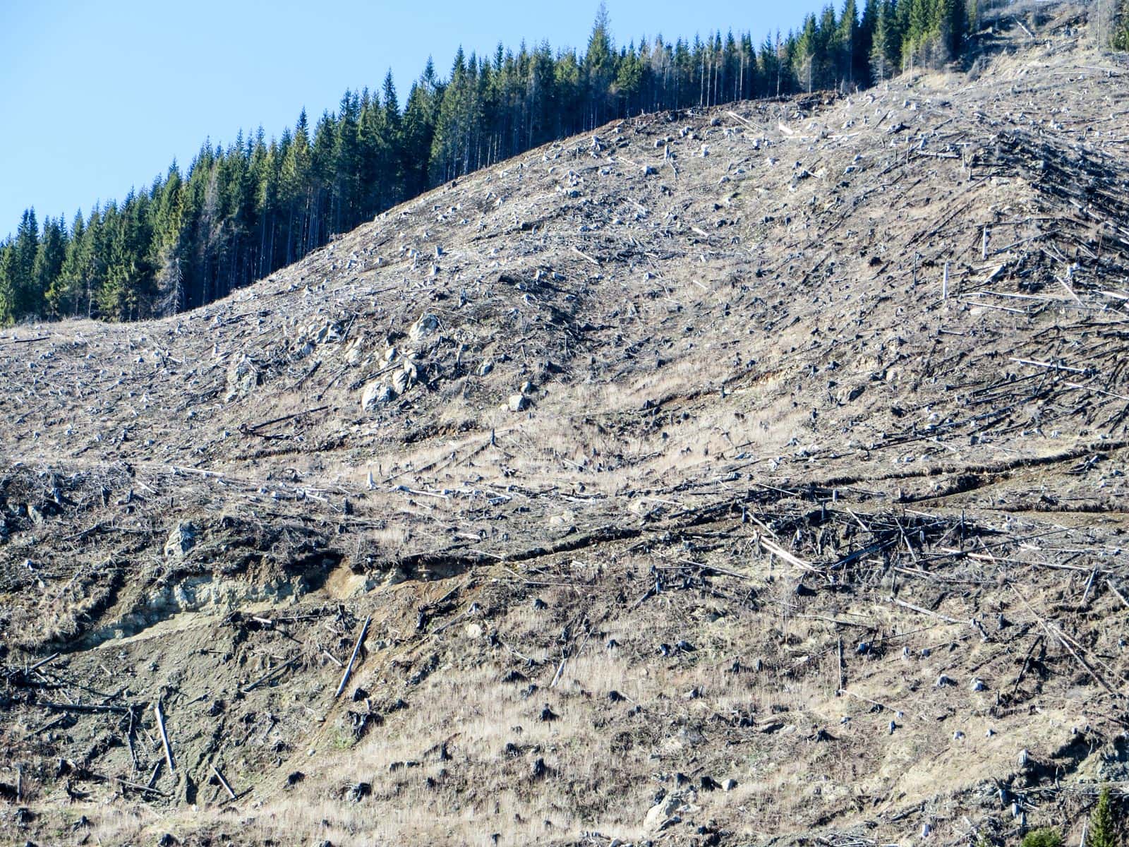Deforestation Romania Hannes Knapp 0008.JPG - © European Wilderness Society CC BY-NC-ND 4.0