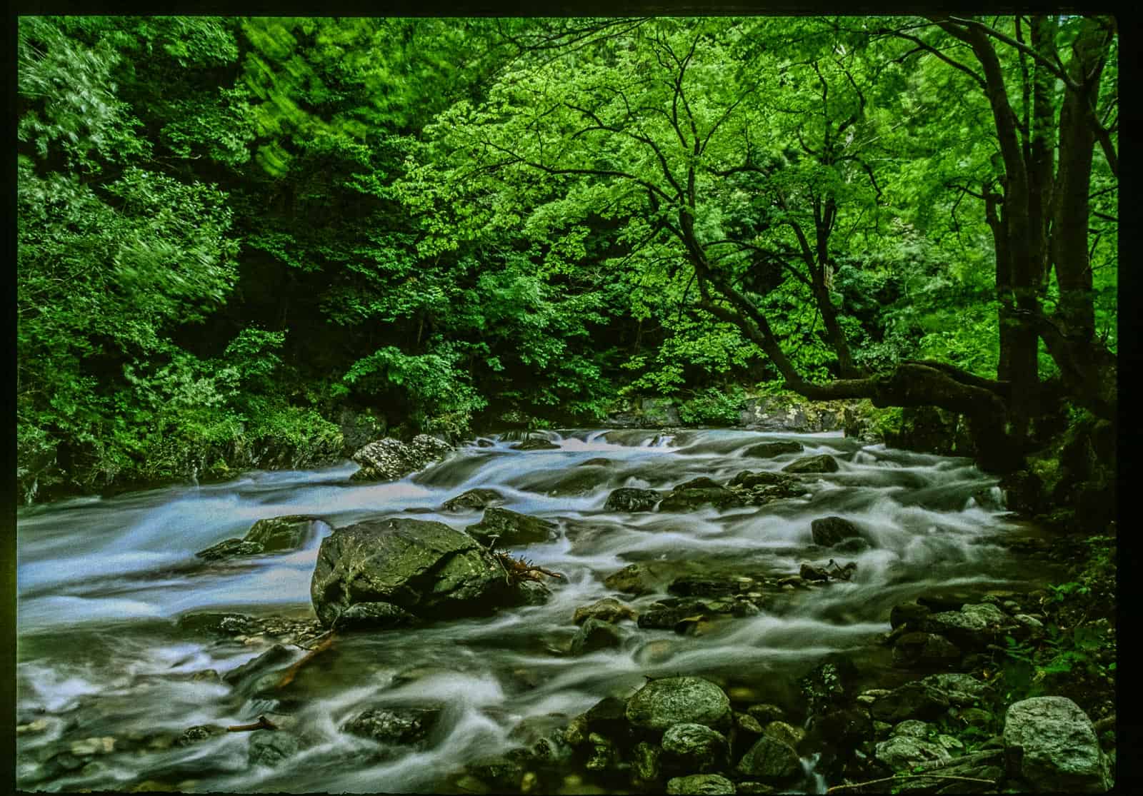 Central Balkan Wilderness - © All rights reserved