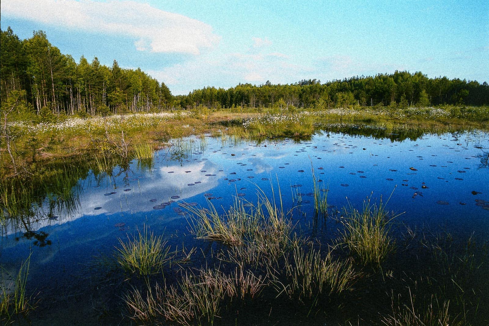 Cepkeliai Wilderness - © All rights reserved