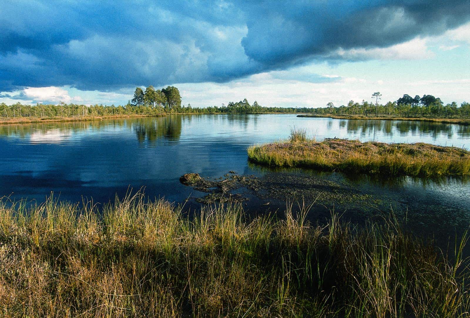 Cepkeliai Wilderness - © All rights reserved