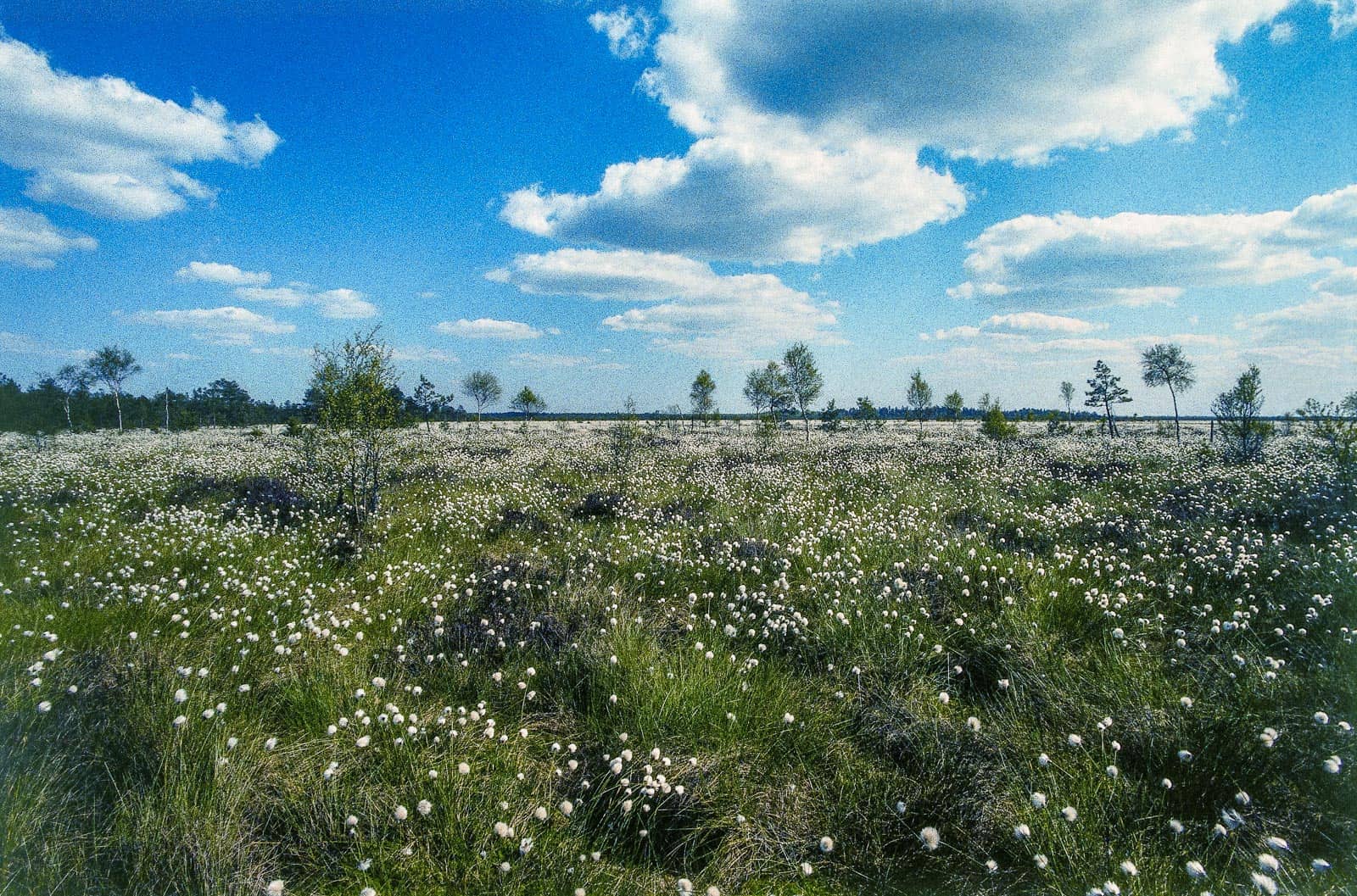 Cepkeliai Wilderness - © All rights reserved