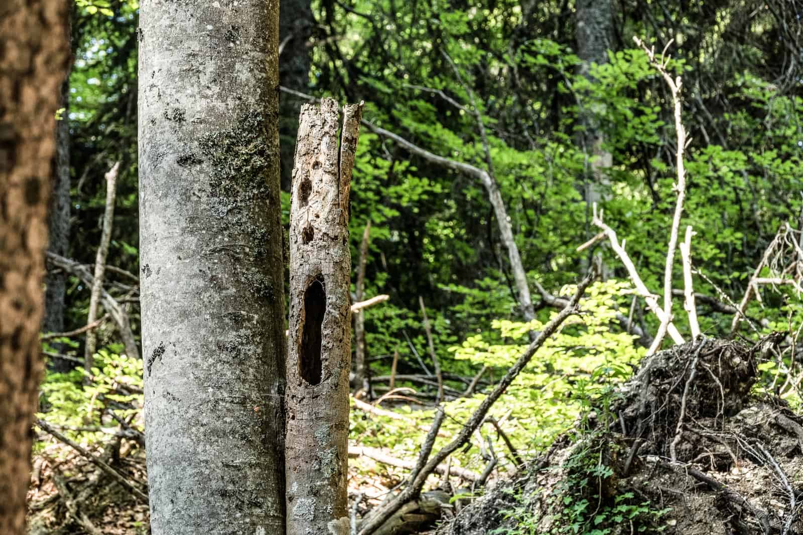 Kalkalpen Wilderness 242.jpg - European Wilderness Society  - CC NonCommercial-NoDerivates 4.0 International