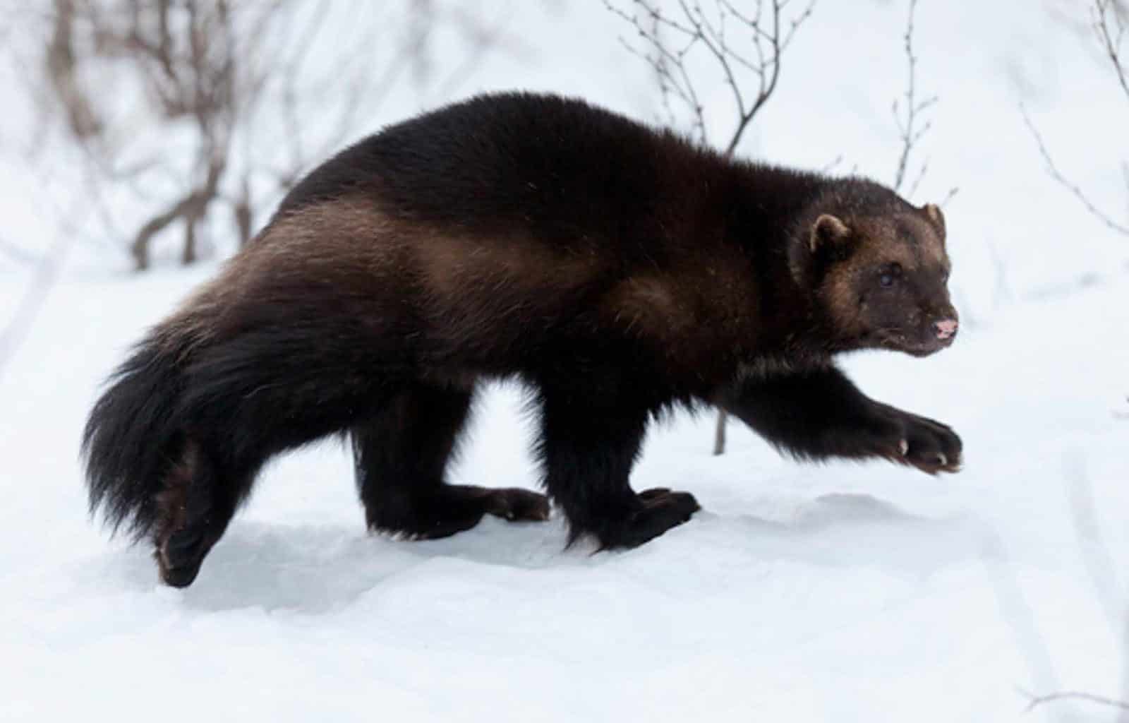 pics monito  1.jpg - © European Wilderness Society CC BY-NC-ND 4.0