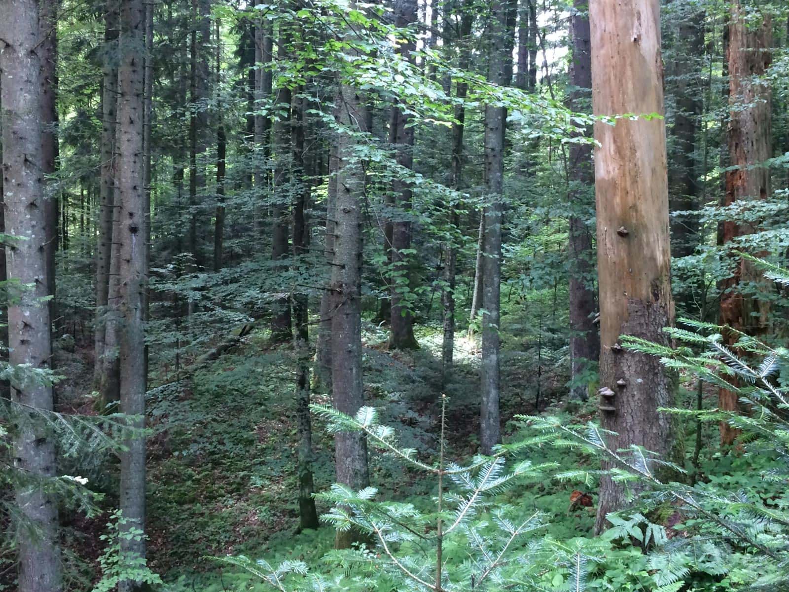 Ukraine Sanitary Logging Analysis 0161.jpg - © European Wilderness Society CC BY-NC-ND 4.0