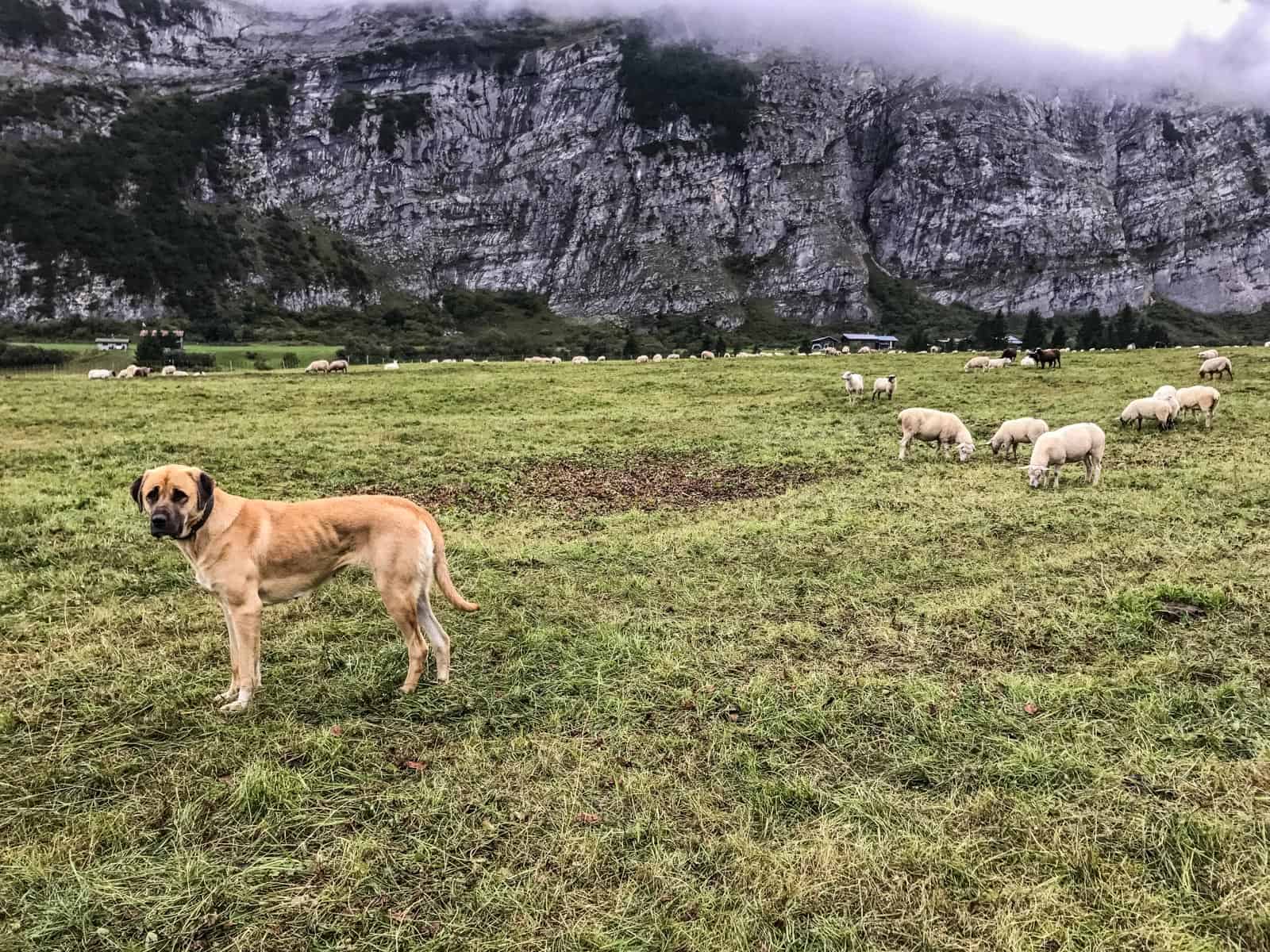 Livestock Protection - 7644.JPG - © European Wilderness Society CC BY-NC-ND 4.0