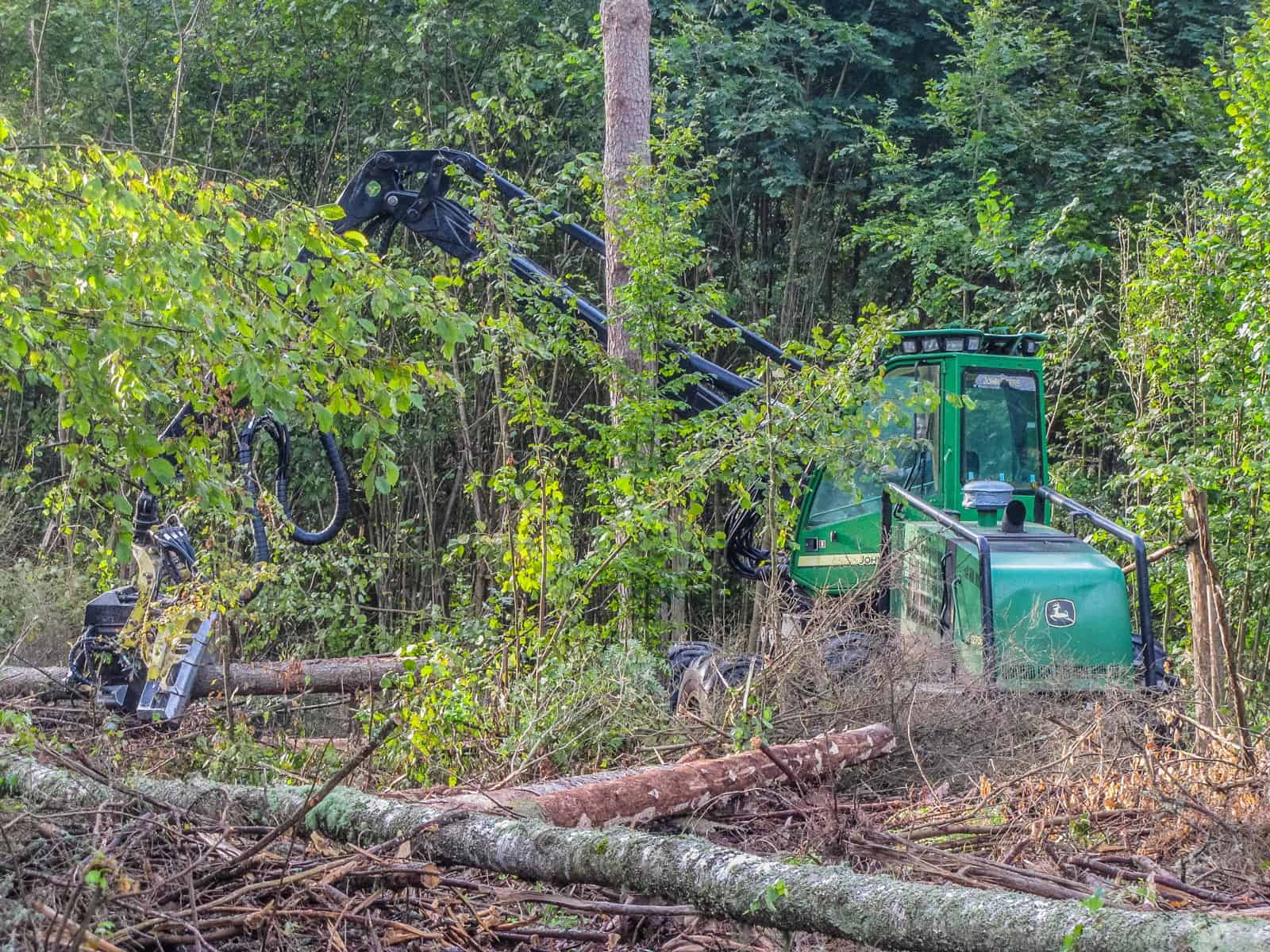 Bialowieza Logging - Artur Wiśniewski - © All rights reserved