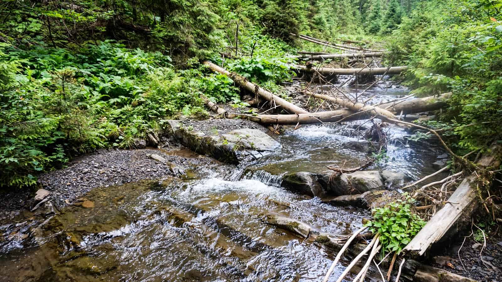 Synevyr National Park 0921.JPG - European Wilderness Society  - CC NonCommercial-NoDerivates 4.0 International