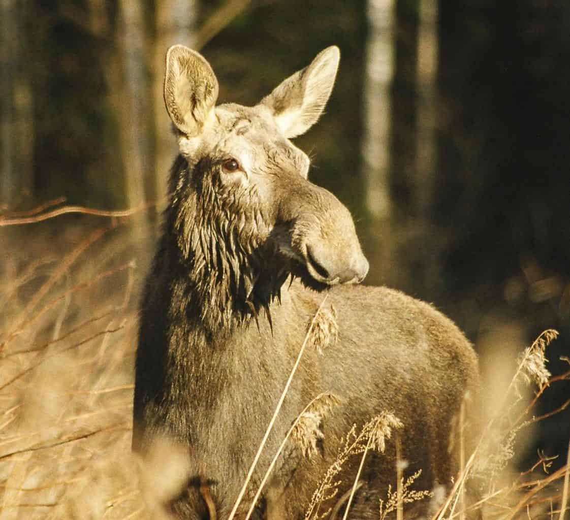 Teiču Wilderness - © All rights reserved