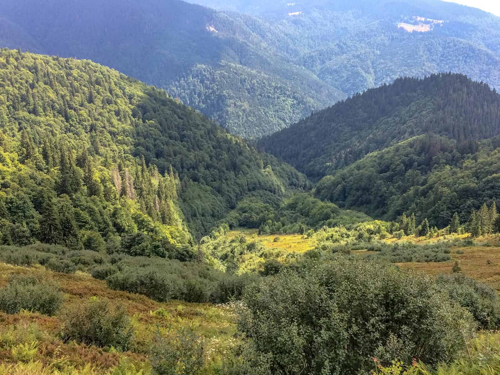 WILDArt NPP Synevyr Ukraine - © All rights reserved