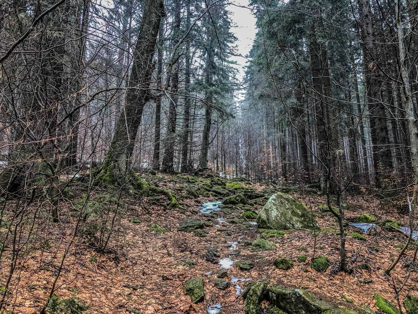 Bavarian National Park Sumava - © All rights reserved