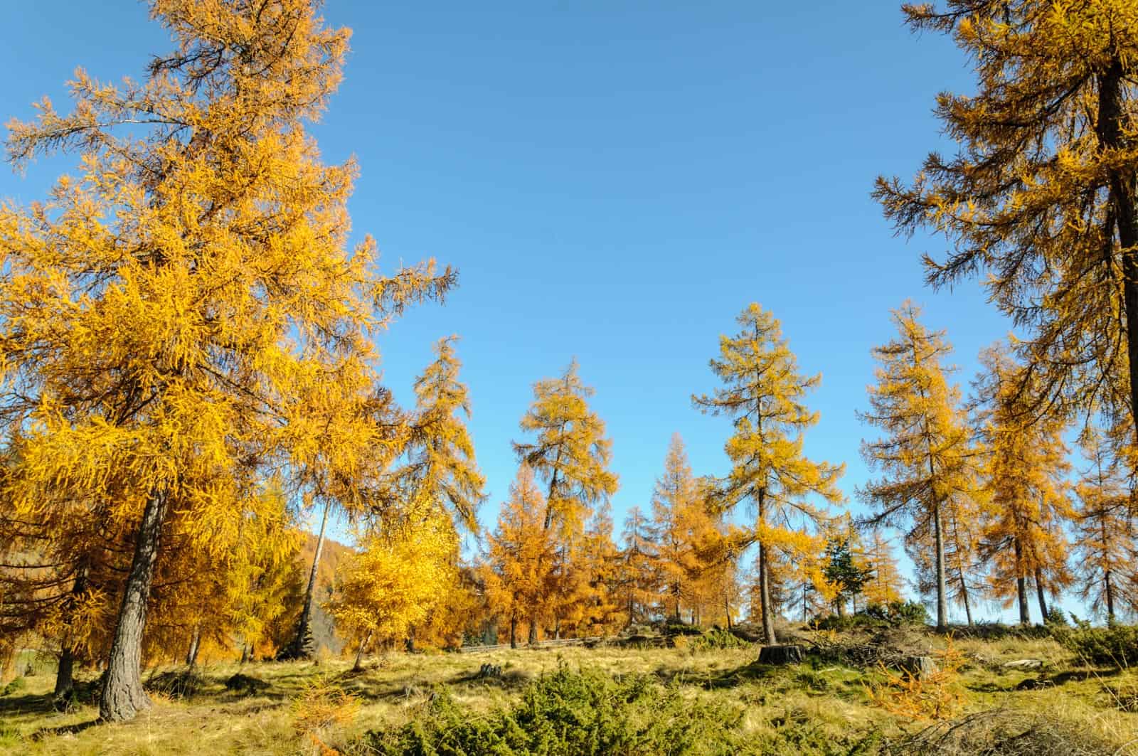 Biosphere Reserve Lungau impressions - © All rights reserved