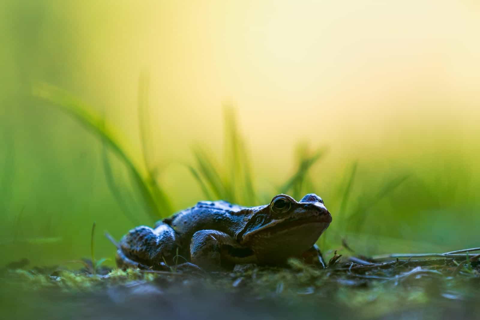 WILDArt Ukraine Daniela Mirkea-20534 © Daniel Mirlea