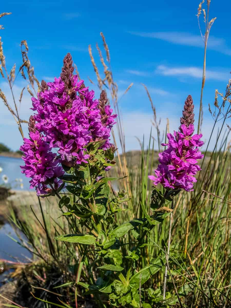 Archipelago Wilderness - © All rights reserved