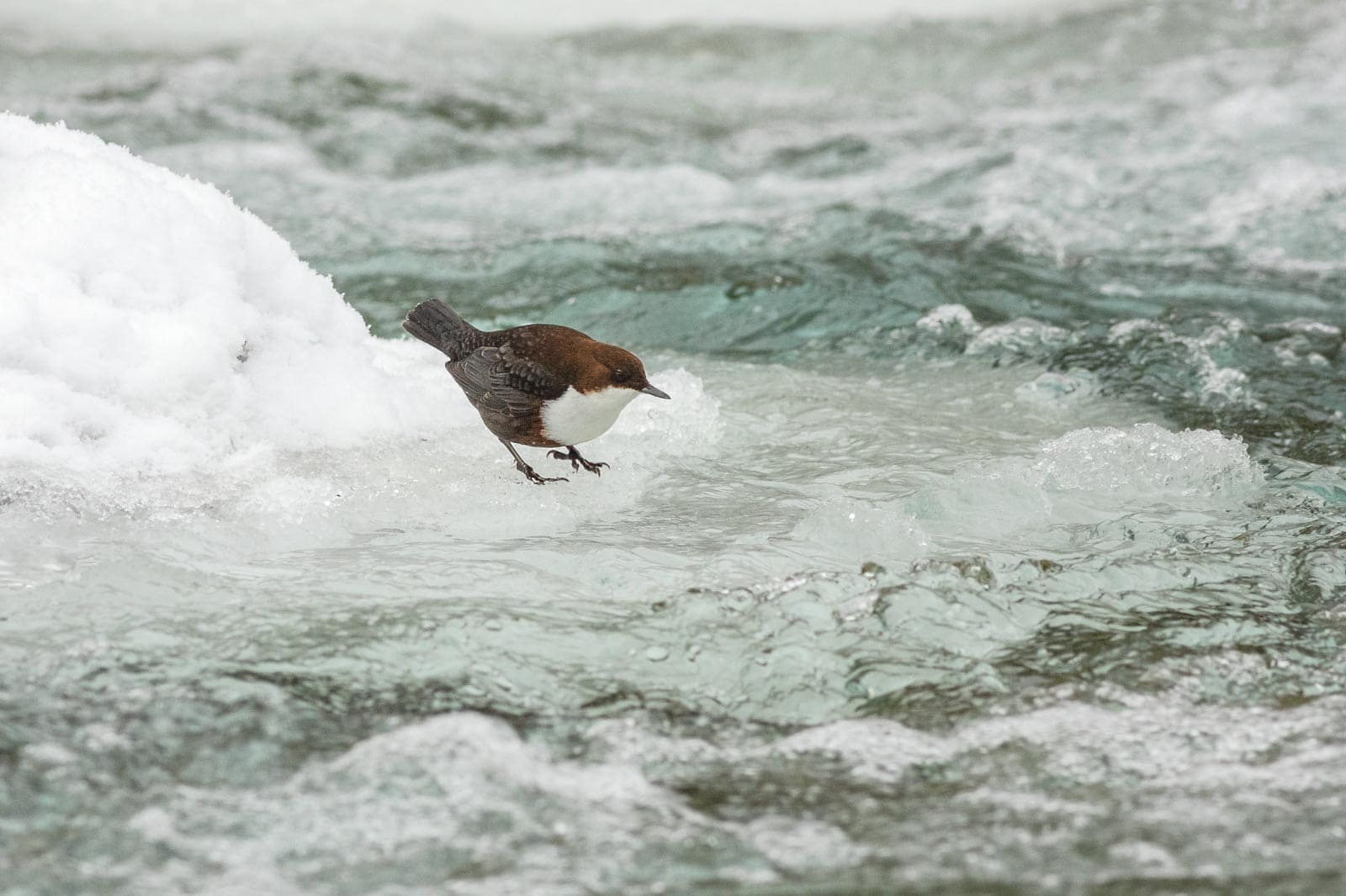 vodnr-poton-si-potravu-vyhadva-na-dne-potokov-a-riek_34765726950_o.jpg - European Wilderness Society  - CC NonCommercial-NoDerivates 4.0 International