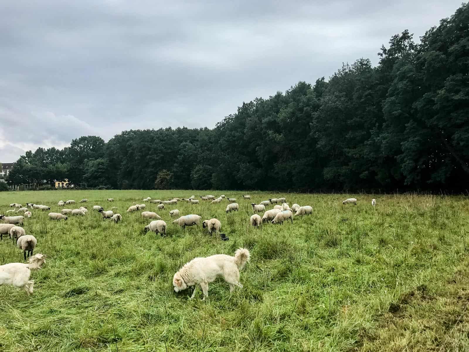 Herd protection dogs - © All rights reserved