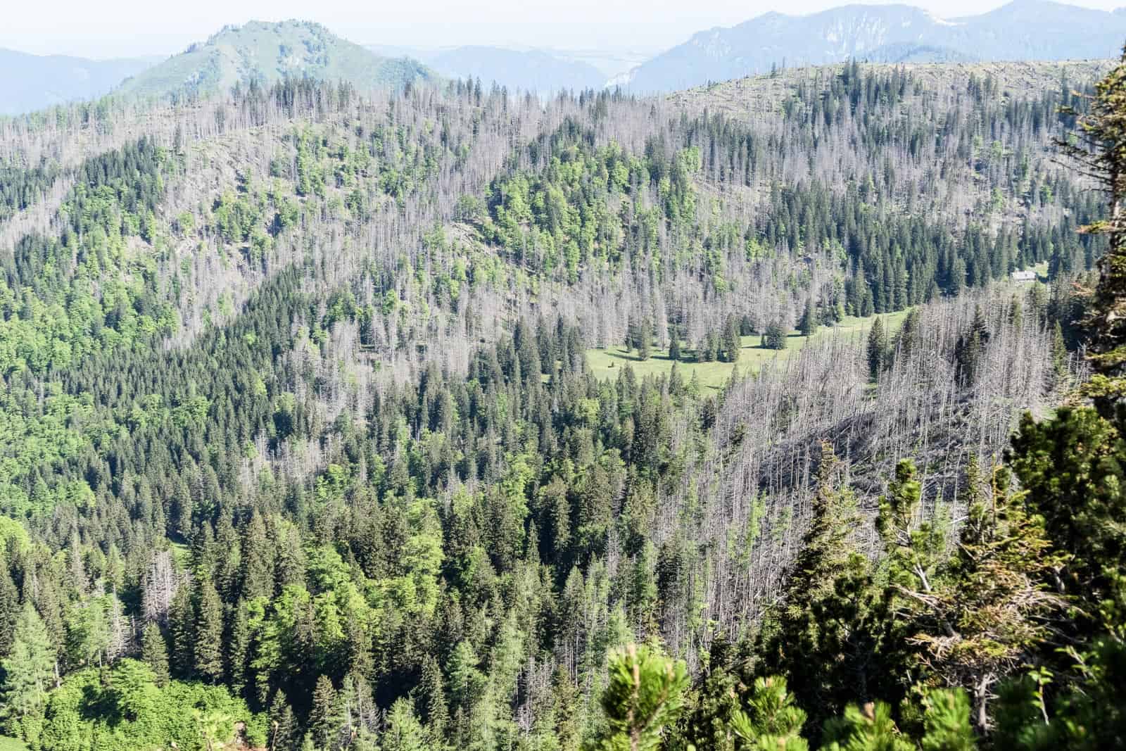 Kalkalpen Wilderness 19-2.jpg - European Wilderness Society  - CC NonCommercial-NoDerivates 4.0 International