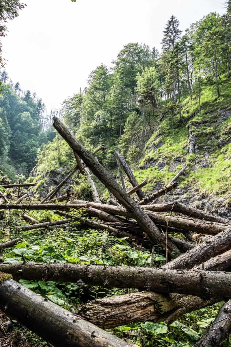 Kalkalpen Wilderness 262.jpg - © European Wilderness Society CC BY-NC-ND 4.0