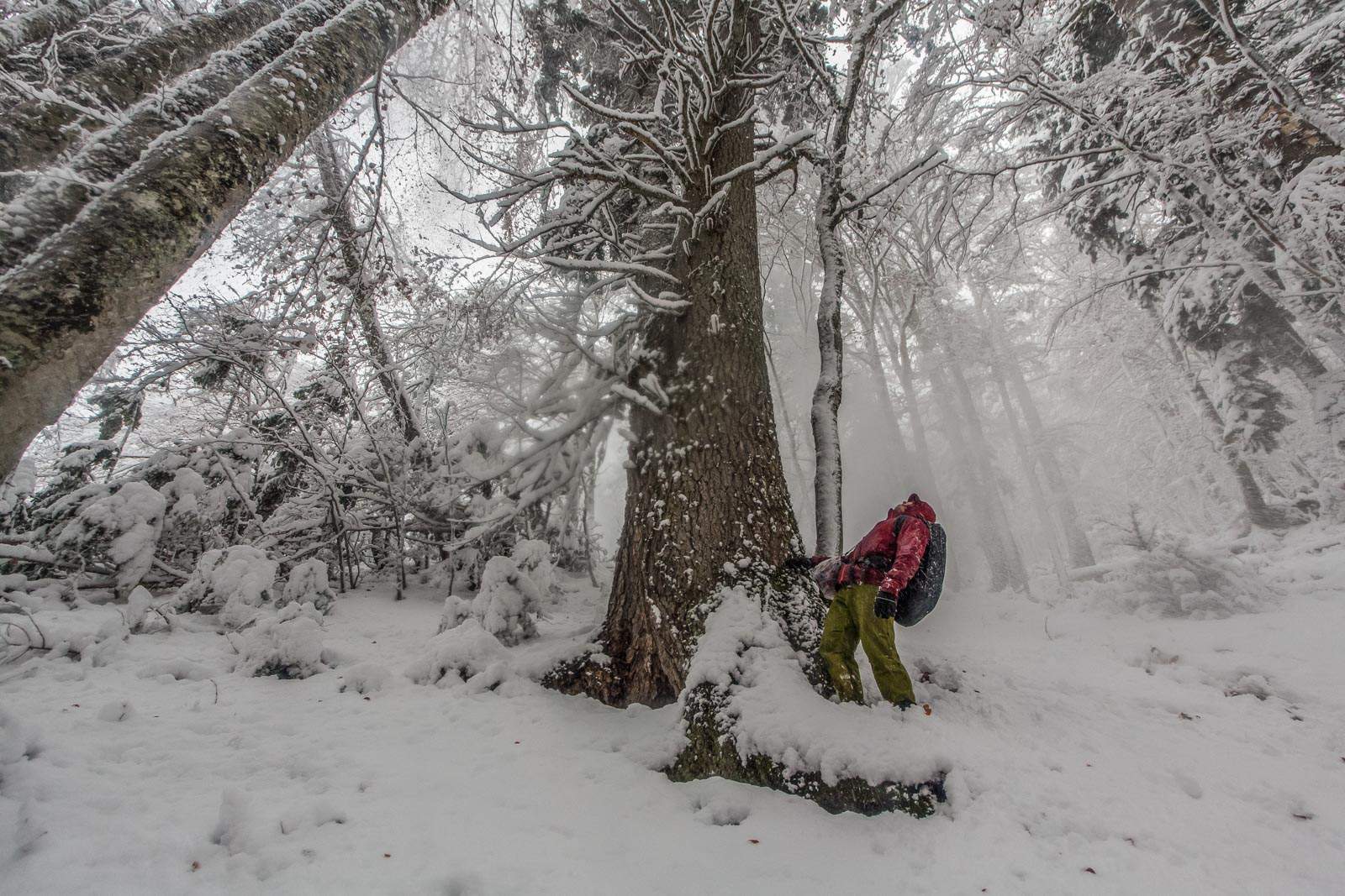 14. Colourful autumn changed into snowy winter.jpg - ©  CC BY-NC-ND 4.0