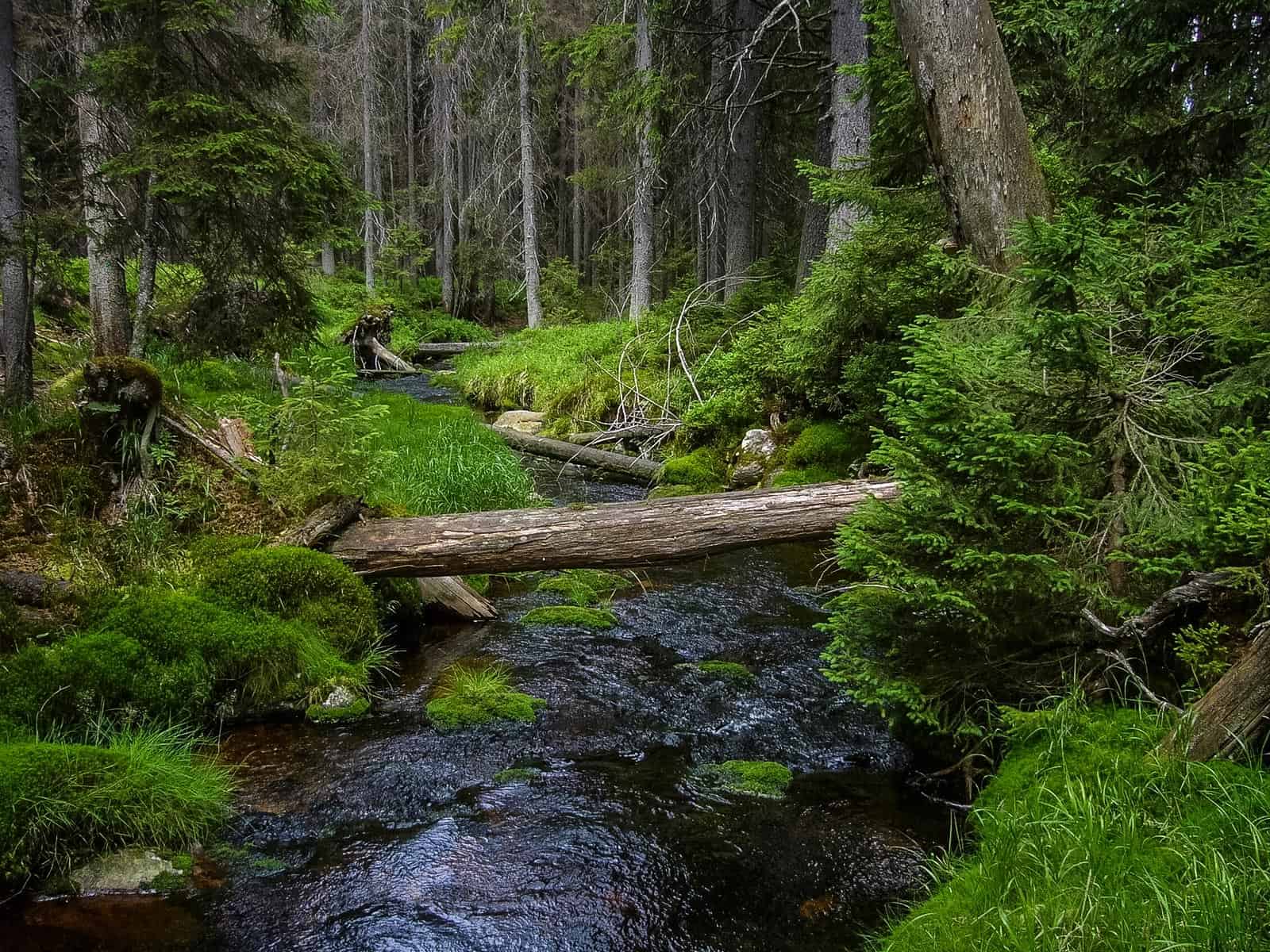 Sumava National Park 0021.jpg - © European Wilderness Society CC BY-NC-ND 4.0