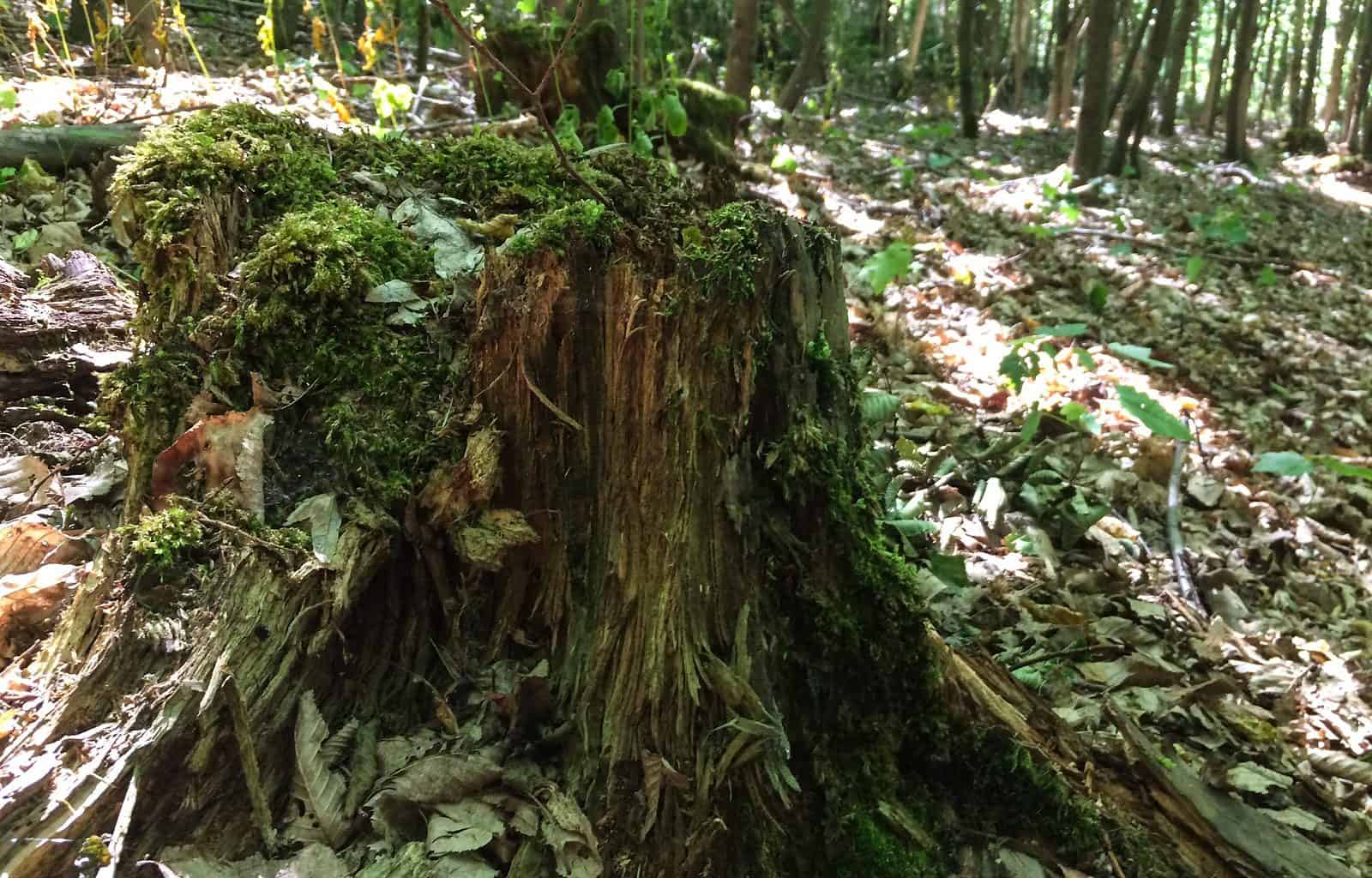 Podyji National Park 0005.jpg - © European Wilderness Society CC BY-NC-ND 4.0