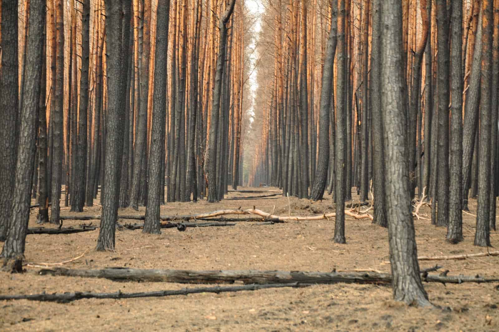 Forest Fire Treuebrietzen Brandenburg - © All rights reserved