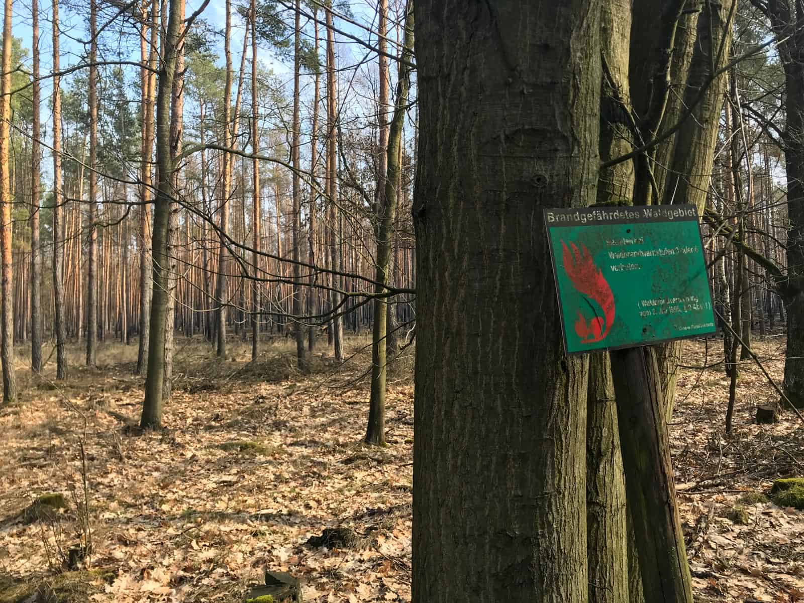 Forest Fire Treuebrietzen Brandenburg - © All rights reserved