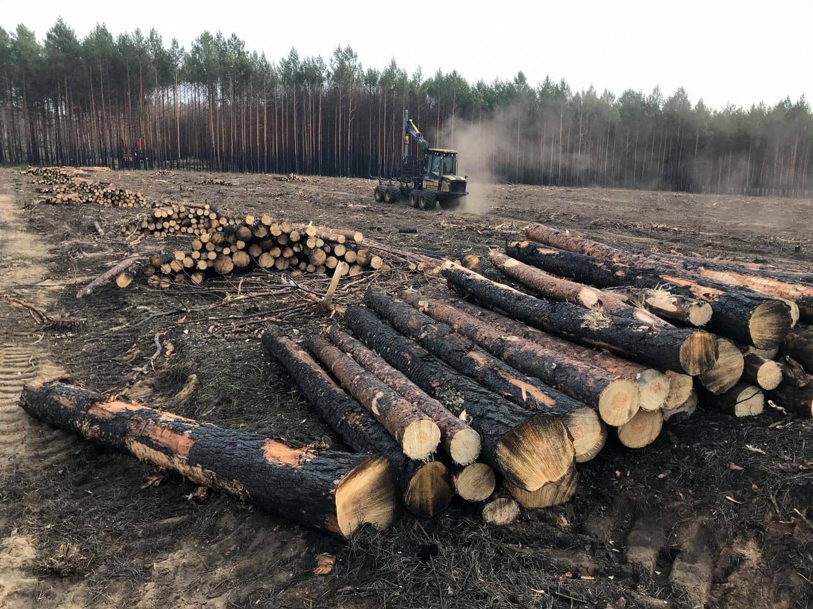 Forest Fire Treuebrietzen Brandenburg - © All rights reserved