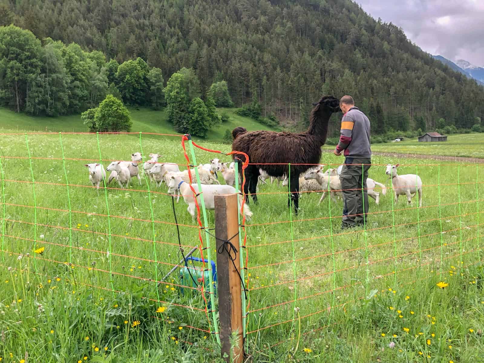 Herdenschutz in Tirol-15499.jpg - © European Wilderness Society CC BY-NC-ND 4.0