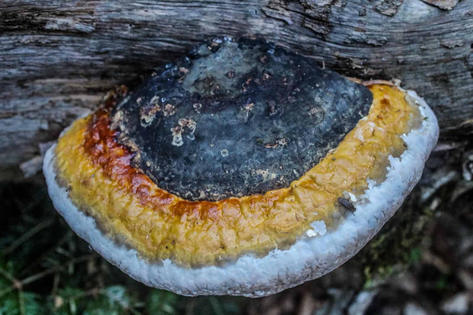 Livadhi i Harushes Wilderness Albania-22773.JPG - © European Wilderness Society CC BY-NC-ND 4.0