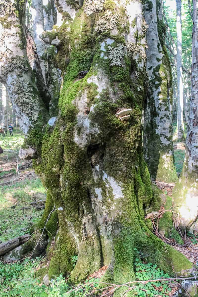 Livadhi i Harushes Wilderness Albania-22790.JPG - European Wilderness Society - CC NonCommercial-NoDerivates 4.0 International